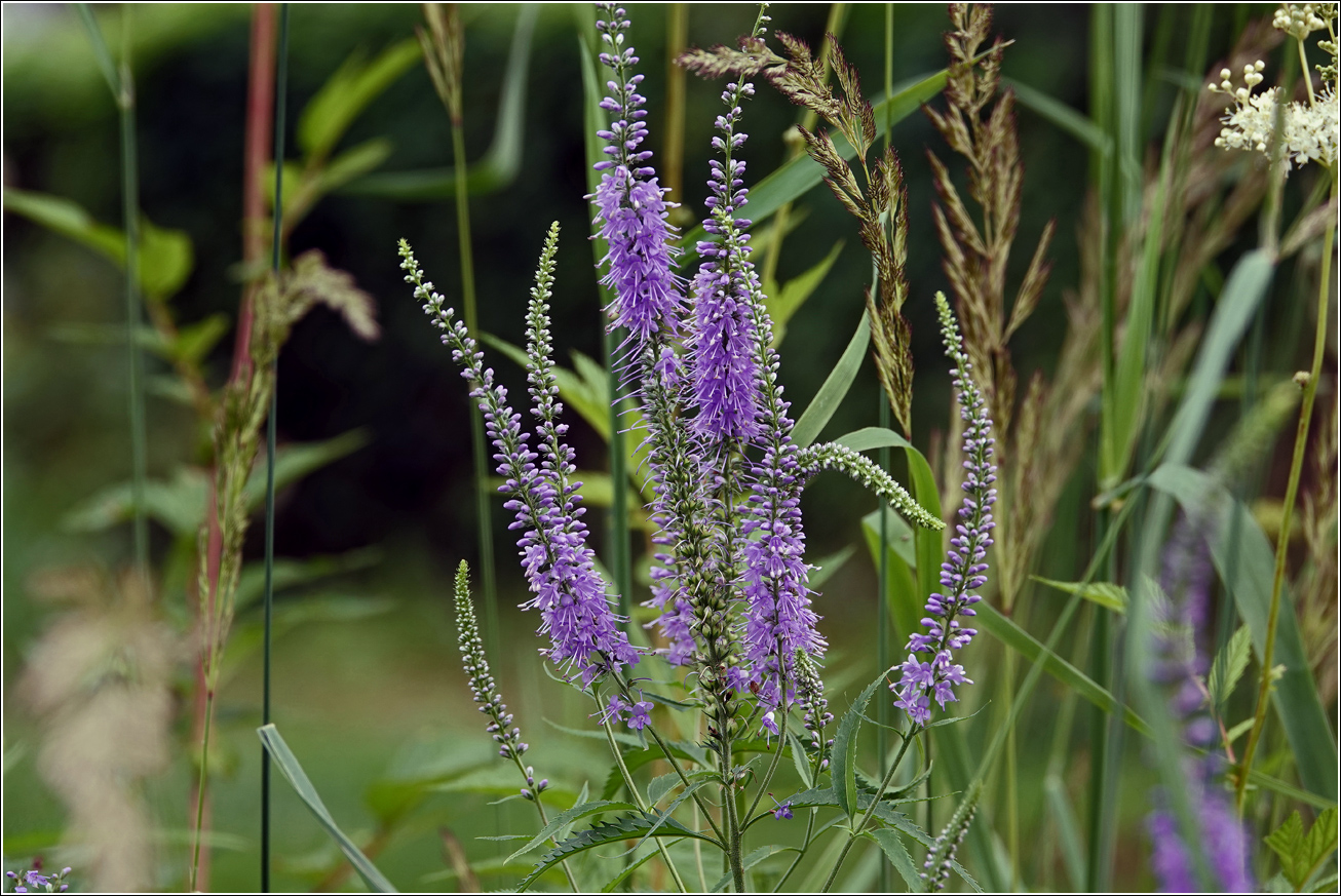 Image of Veronica longifolia specimen.