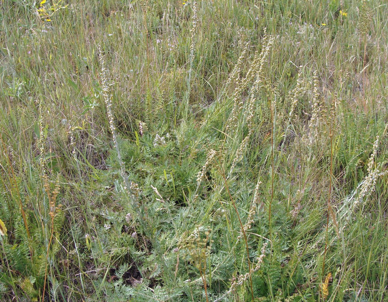 Image of genus Artemisia specimen.