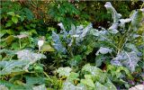 Brassica oleracea