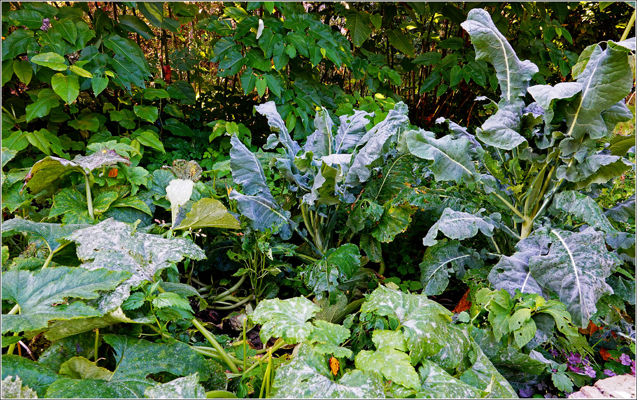 Изображение особи Brassica oleracea.