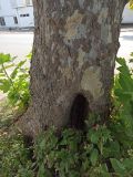 род Platanus