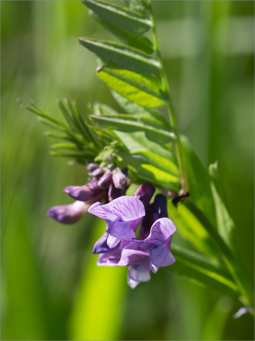 Image of Vicia sepium specimen.