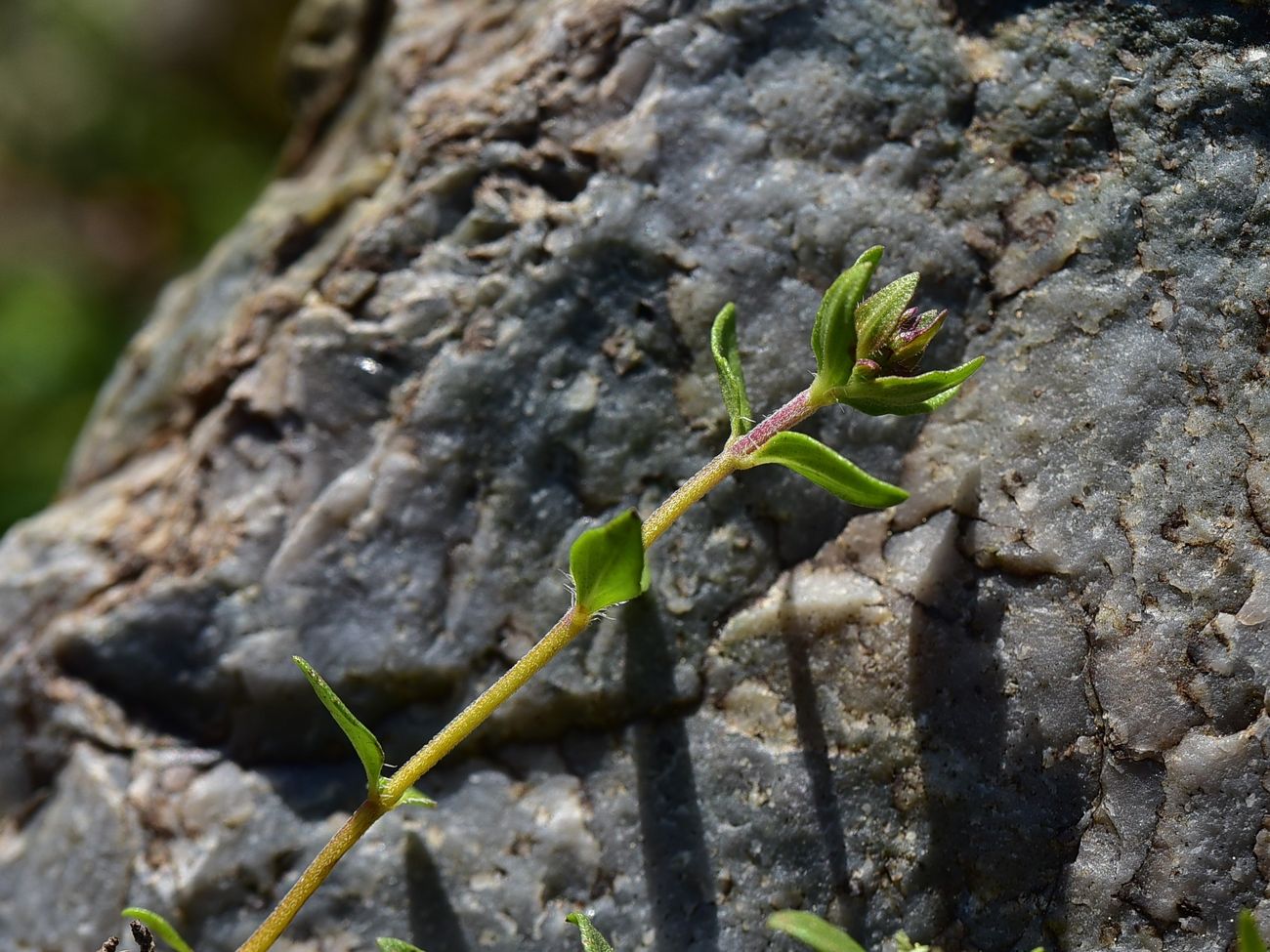 Image of genus Thymus specimen.