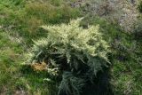 Salsola dendroides. Плодоносящее растение. Астраханская обл., Наримановский р-н, окр. с. Николаевка, степь. 06.10.2026.
