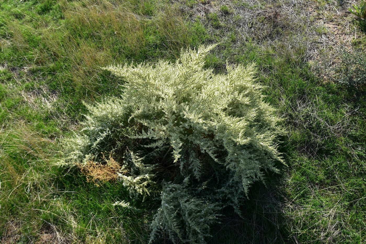 Image of Salsola dendroides specimen.