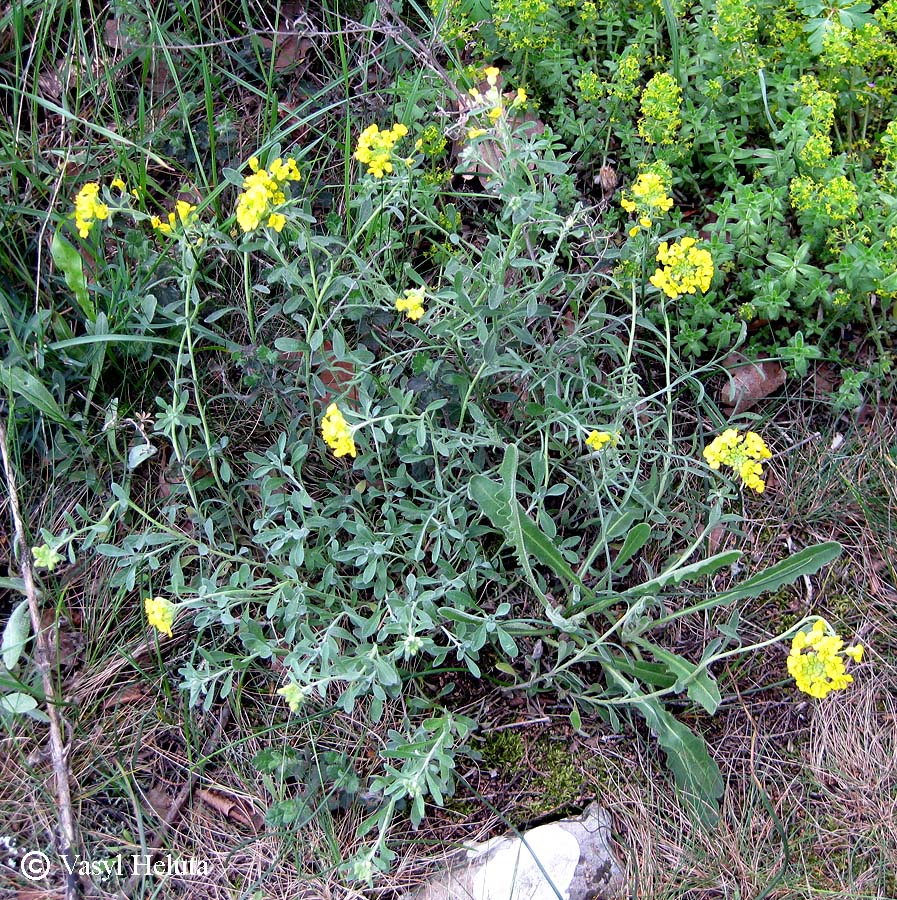 Image of Alyssum calycocarpum specimen.