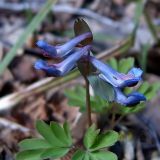 Corydalis solida