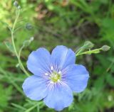 Linum baicalense. Цветок. Бурятия, р. Джида, окр. д. Михайловка. 15.07.2009.