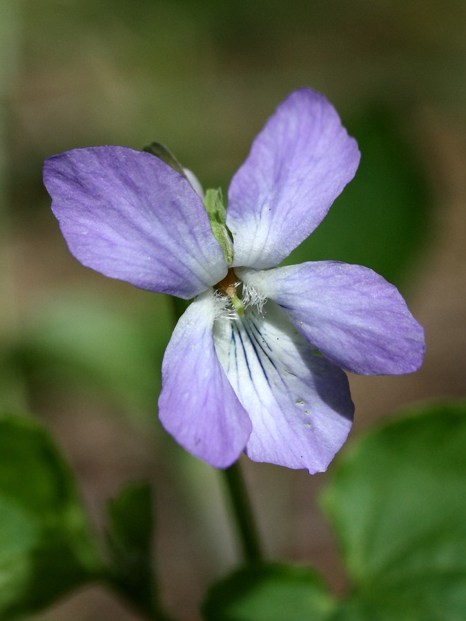 Изображение особи Viola riviniana.