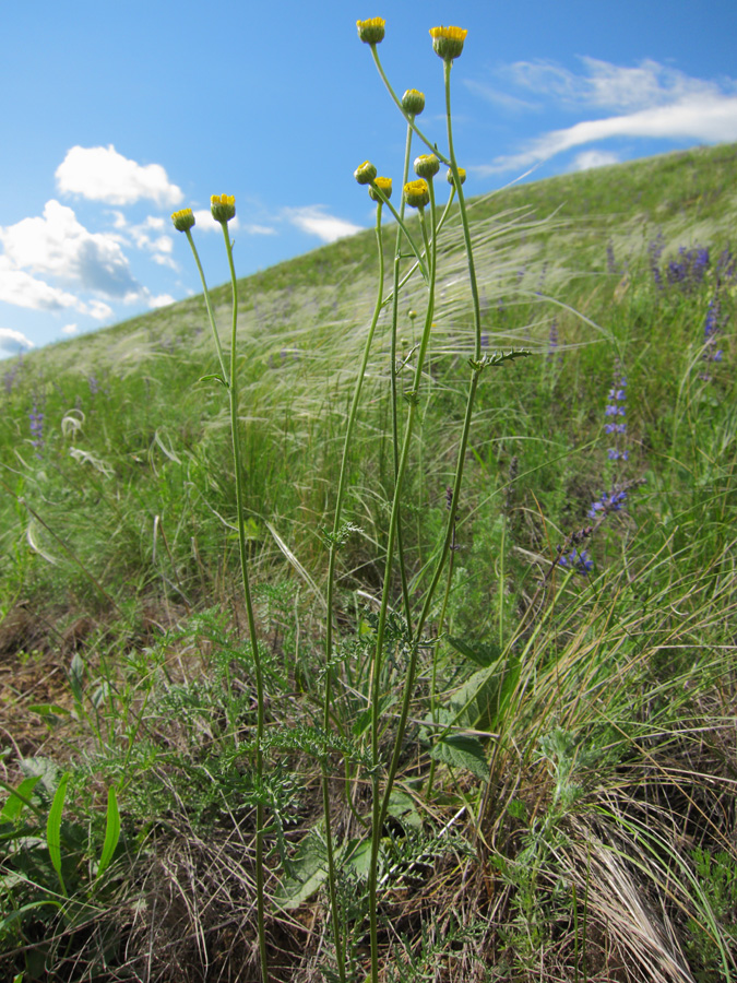 Image of Tanacetum kittaryanum specimen.