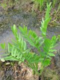 Sium latifolium. Вегетирующее растение. Ярославская обл., Мышкинский р-н, д. Кокошолово, р. Ломиха. 08.06.2011.