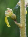 Listera ovata. Цветок. Ленинградская обл., Гатчинский р-н, окр. пос. Пудость, луг в заброшенном травертиновом карьере. 25.06.2011.