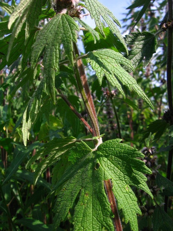 Изображение особи Leonurus quinquelobatus.