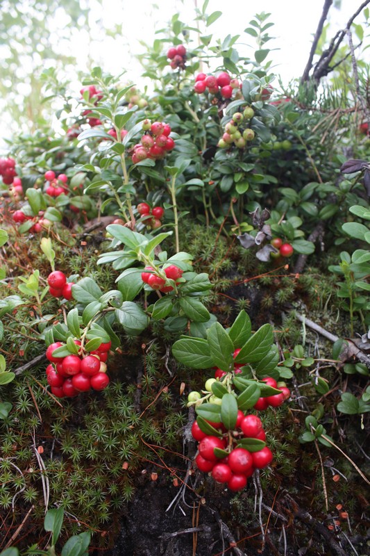 Image of Vaccinium vitis-idaea specimen.