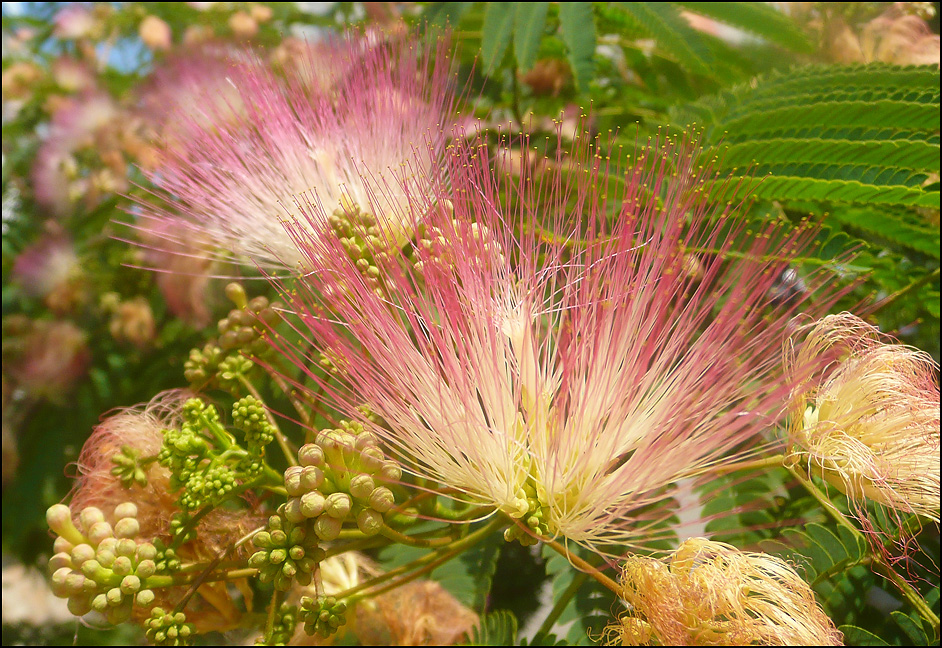 Изображение особи Albizia julibrissin.