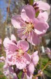 Persica vulgaris. Цветки. Краснодарский край, Новороссийск, Южный округ. 23.04.2011.