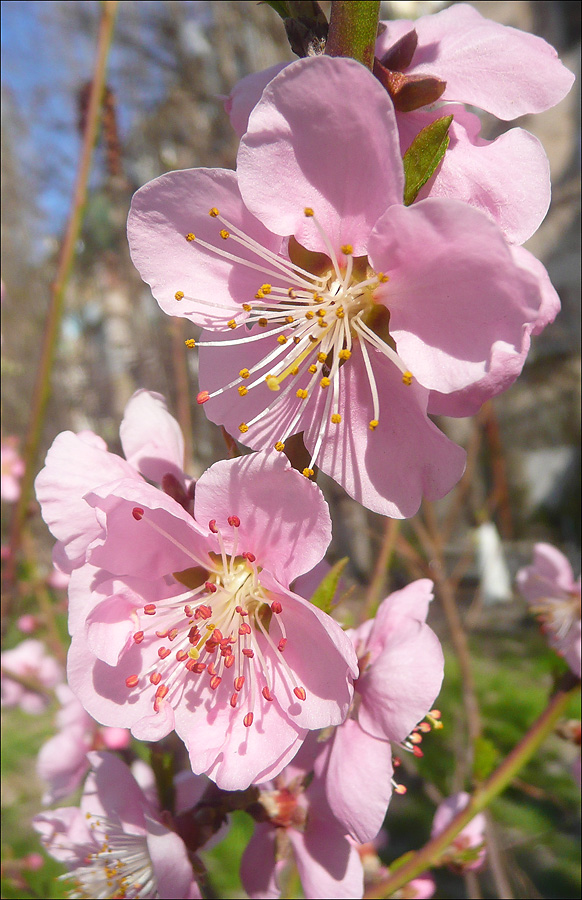 Image of Persica vulgaris specimen.