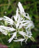 Coccyganthe flos-cuculi. Соцветие (белоцветковая форма). Украина, Ивано-Франковская обл., Надворнянский р-н, с. Максимец, луг. 20 июня 2011 г.