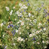 Tripleurospermum inodorum