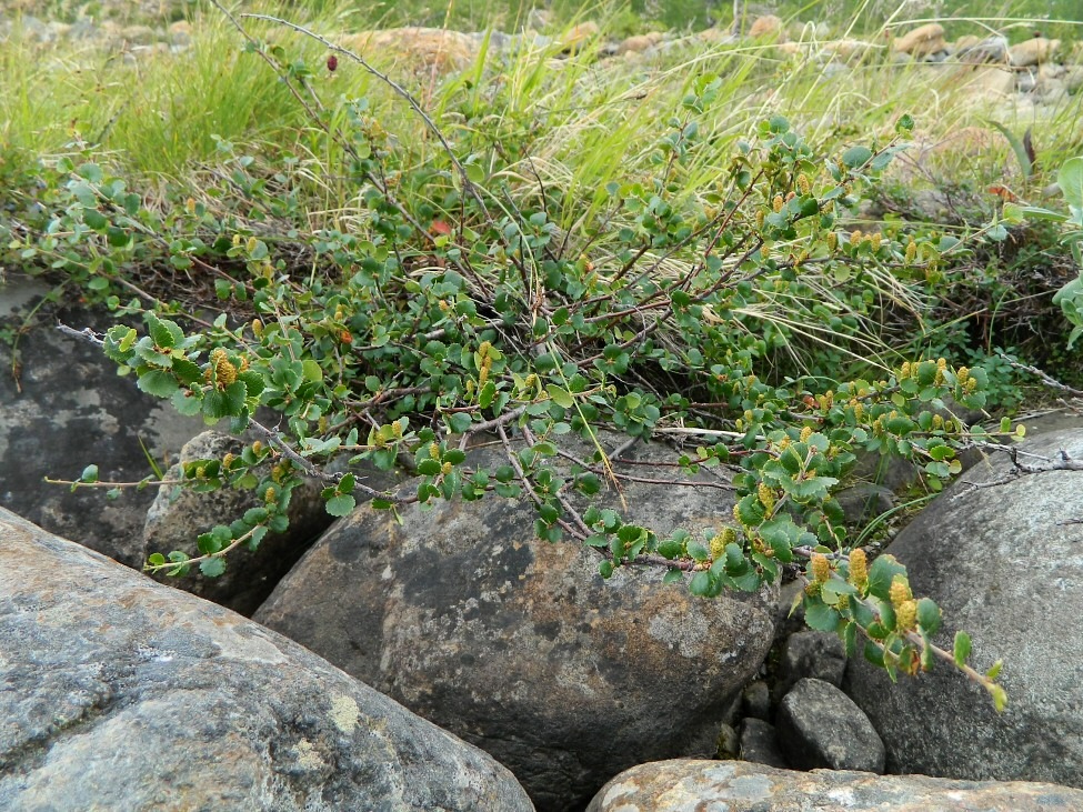 Изображение особи Betula nana.