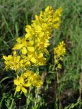 Hypericum elongatum