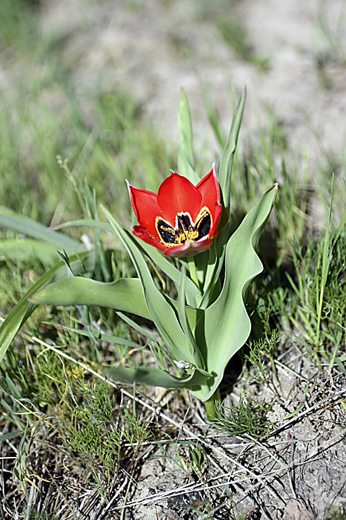 Image of Tulipa lanata specimen.