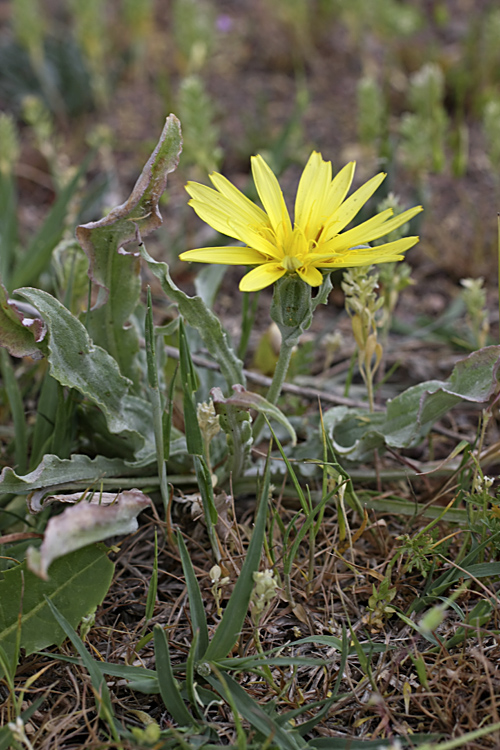 Image of Scorzonera hissarica specimen.