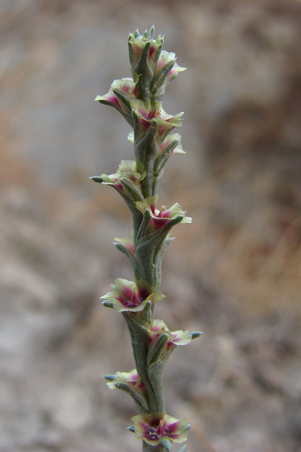 Image of Salsola tamariscina specimen.