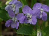 Viola rupestris