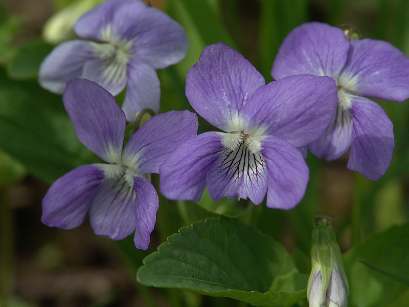 Image of Viola rupestris specimen.