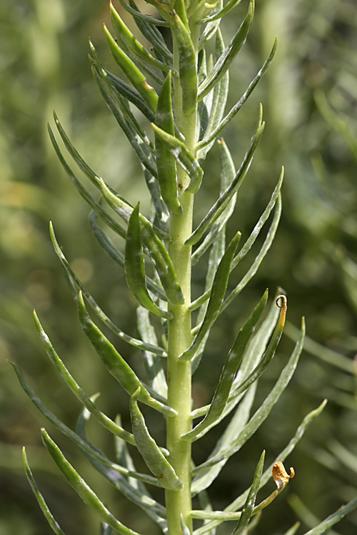 Image of Clementsia semenovii specimen.