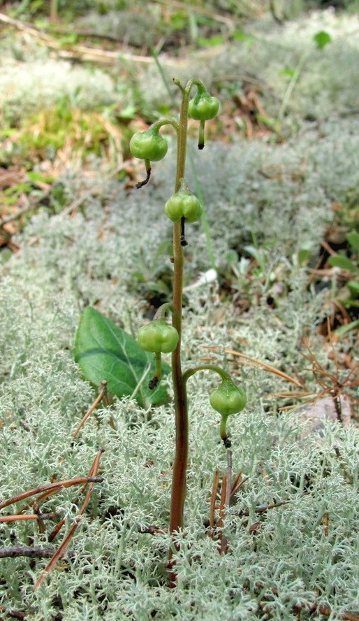 Изображение особи Pyrola chlorantha.