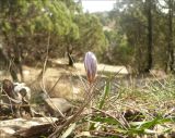 Crocus reticulatus