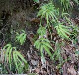 Pteris cretica