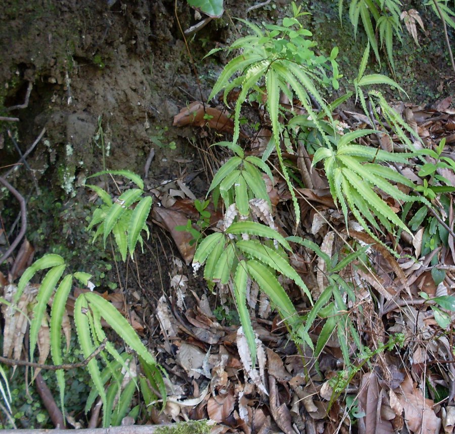 Image of Pteris cretica specimen.
