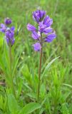 Polygala comosa