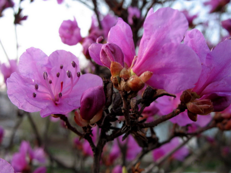 Image of Rhododendron sichotense specimen.