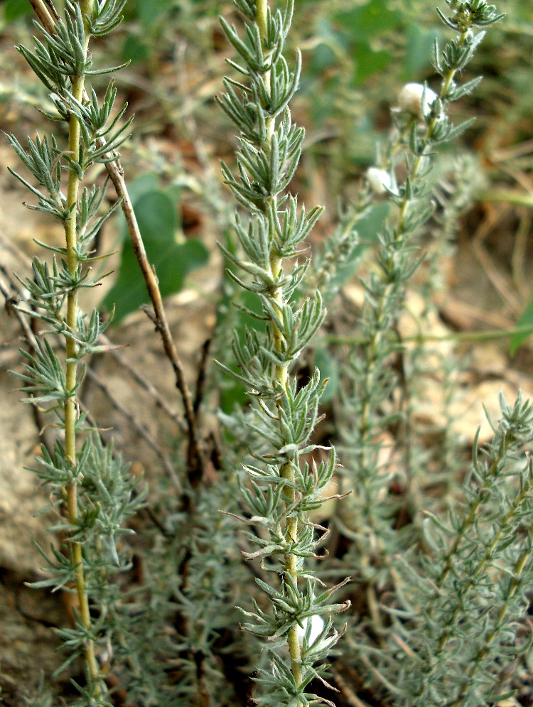 Image of Bassia prostrata specimen.