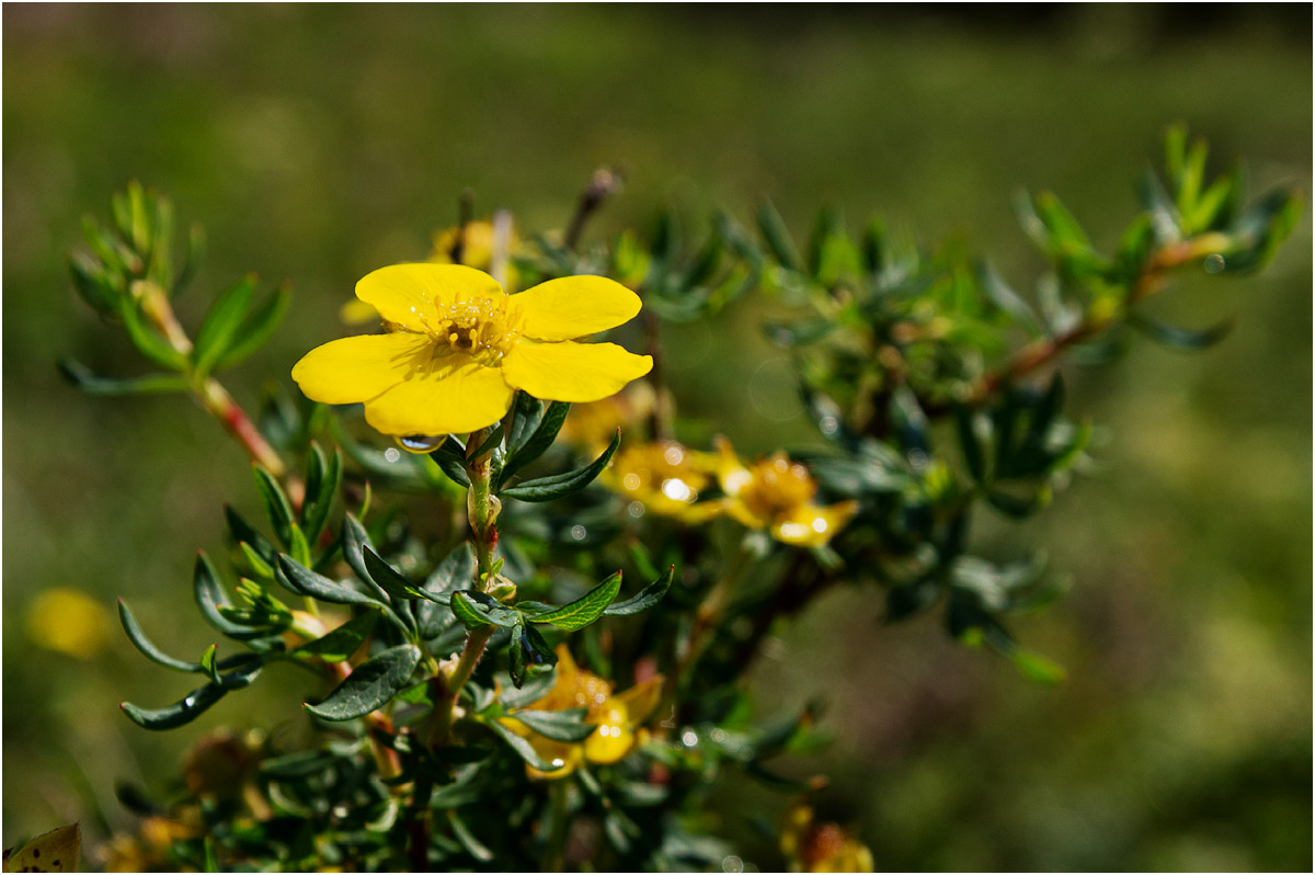 Изображение особи Dasiphora fruticosa.