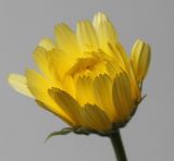 Calendula officinalis. Закрывающееся соцветие. Германия, г. Кемпен, в культуре. 26.06.2010. 19:39.