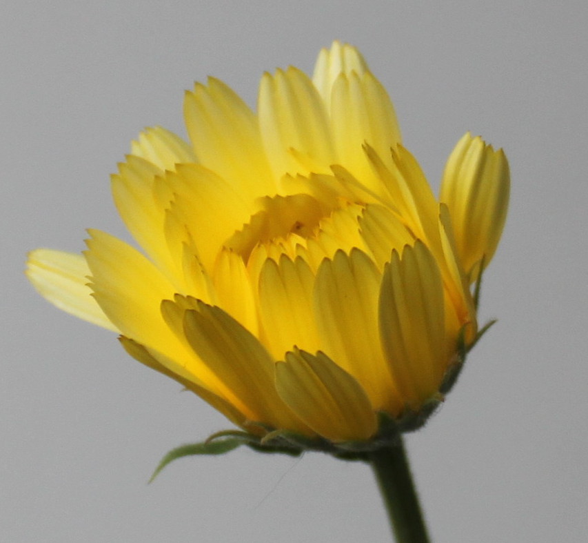 Image of Calendula officinalis specimen.