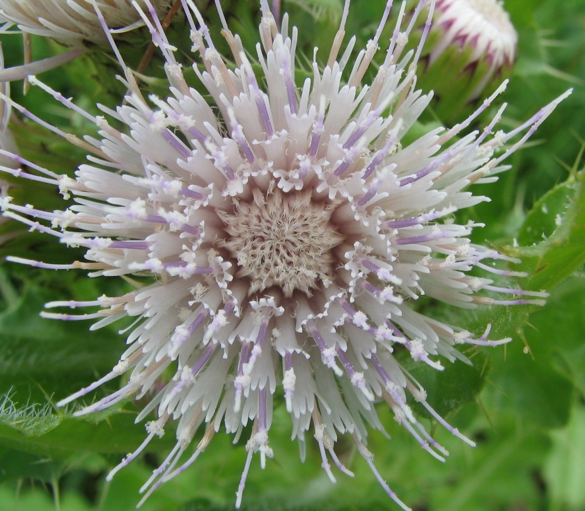 Image of Cirsium esculentum specimen.