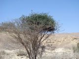 Vachellia tortilis подвид raddiana. Молодое растение с паразитирующем на нём Plicosepalus acaciae. Израиль, центральный Негев, Нахаль Цын. 20.04.2012.