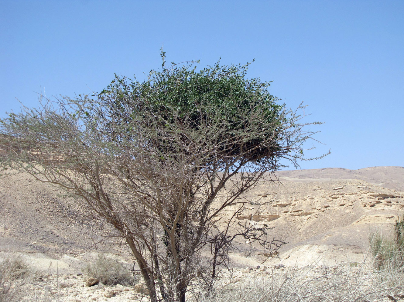 Изображение особи Vachellia tortilis ssp. raddiana.
