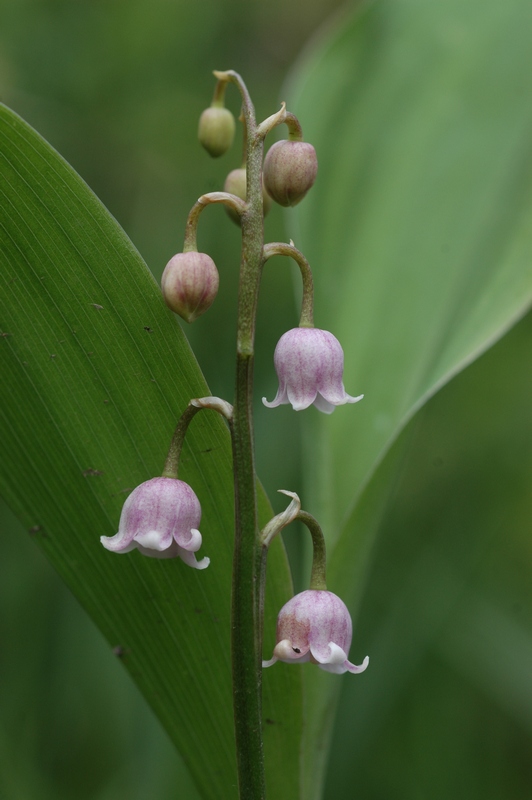 Изображение особи Convallaria majalis.