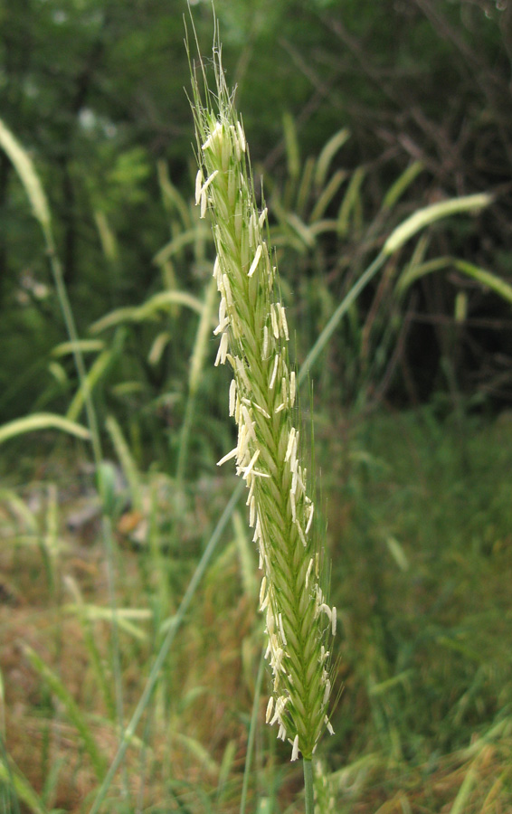 Изображение особи Hordeum bulbosum.