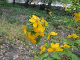 Kerria japonica. Верхушка побега с цветками. Южный берег Крыма, Никитский ботанический сад. 7 мая 2012 г.