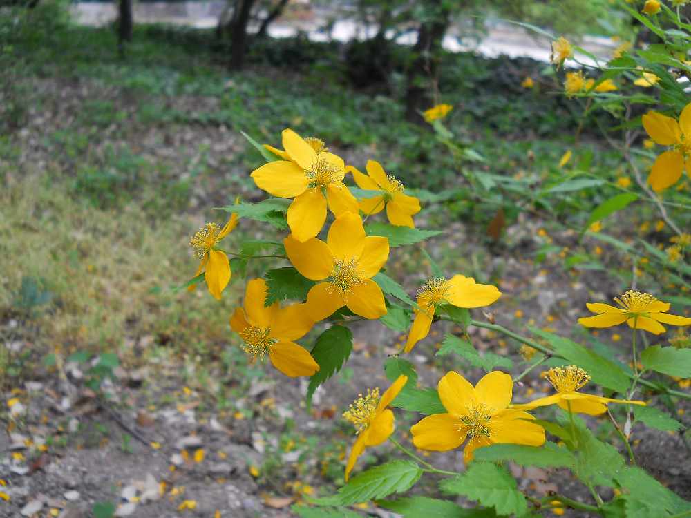 Image of Kerria japonica specimen.