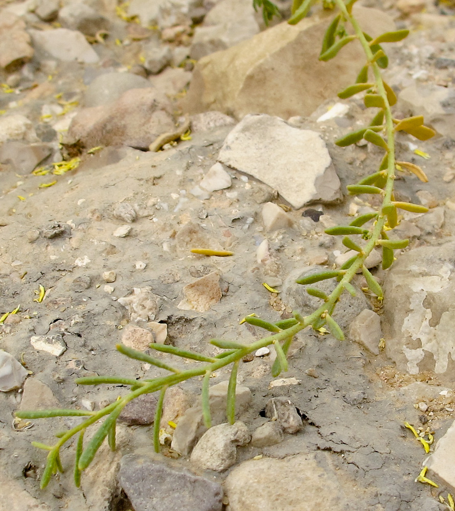 Image of Haplophyllum tuberculatum specimen.