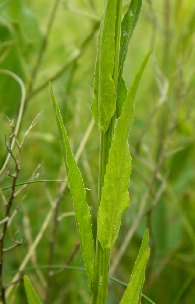 Image of Campanula patula specimen.